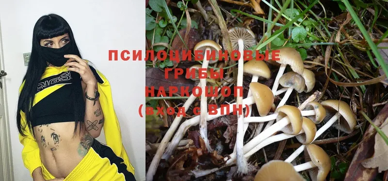 Галлюциногенные грибы Psilocybine cubensis  Рязань 